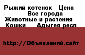 Рыжий котенок › Цена ­ 1 - Все города Животные и растения » Кошки   . Адыгея респ.